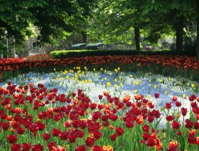 保定花卉市场的探索之旅，棕色园林花卉的魅力保定市花卉基地批发在什么地方?