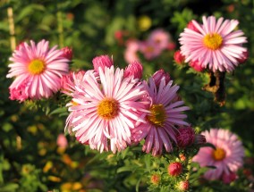 仁化县花卉市场与湖南花卉玻璃纤维杆价格探析