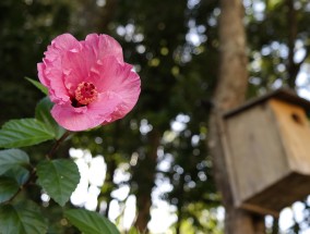 宁夏的独特花卉与每年春节广州花卉展的魅力适合宁夏种植的花卉